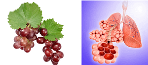 Grapes and lung connection. Grapes for lung health.