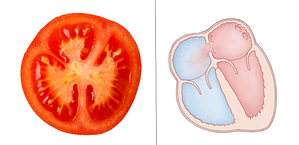 Tomato and heart connection. Tomatos for heart health.