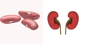 Kidney beans for kidney health